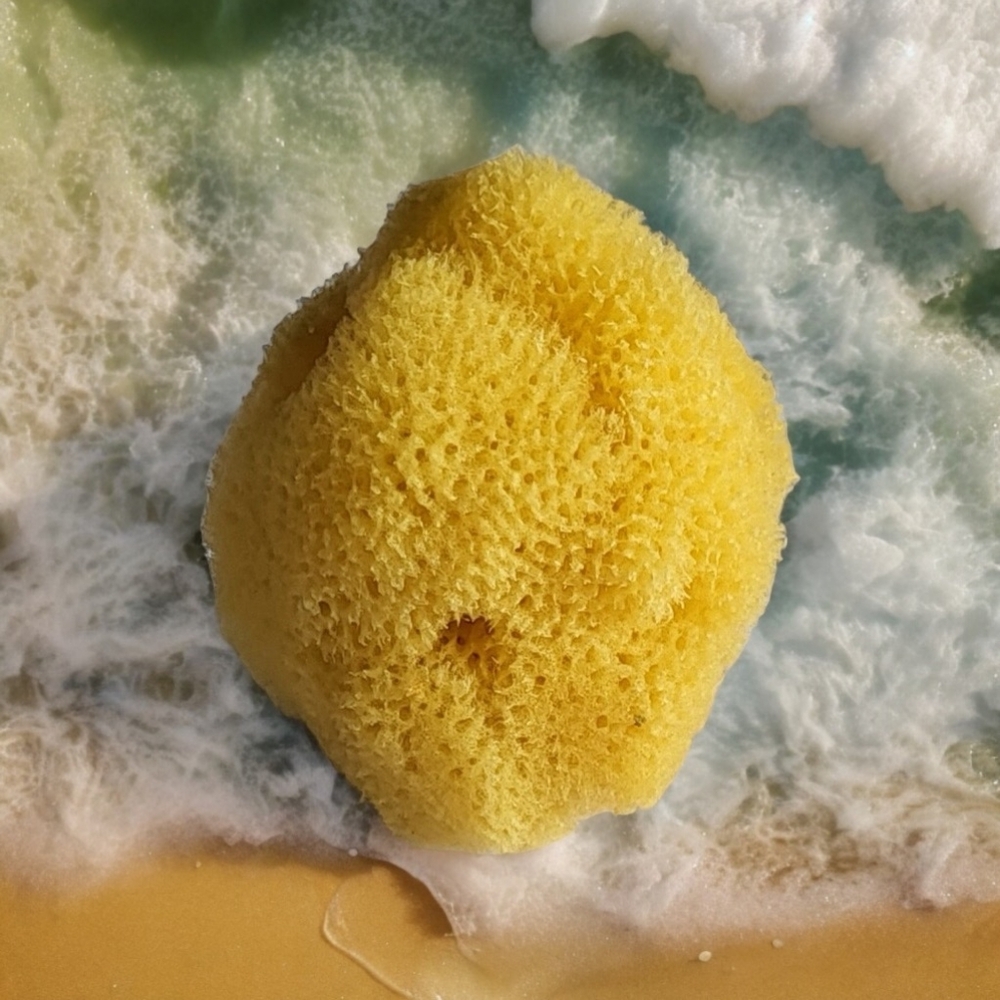 Now Available! Natural Sea Sponges Makeup Application Sponge (1) - Picture 6 of 9